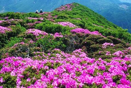 魅力井婺<井岡山+廬山+景德鎮+婺源>5日游純玩團，天天發