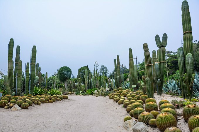 廈門植物園.jpg